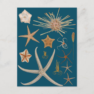 Vintage Starfish Postcard