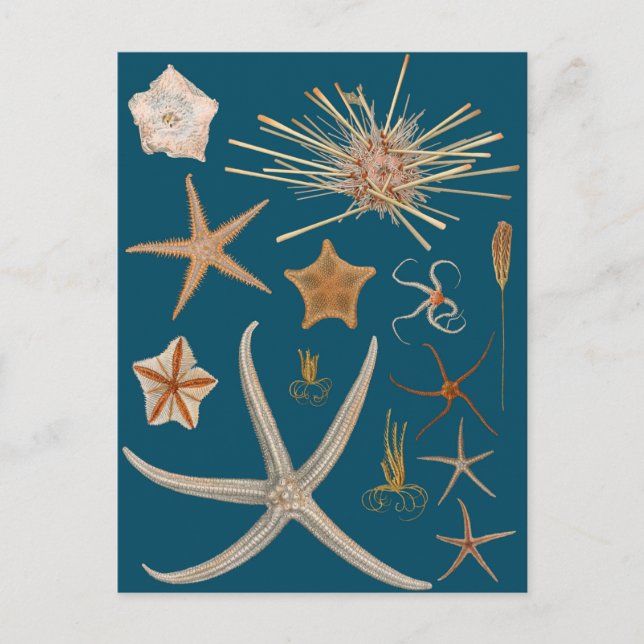 Vintage Starfish Postcard (Front)