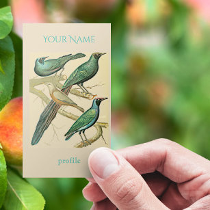 vintage starlings and mynah birds business card