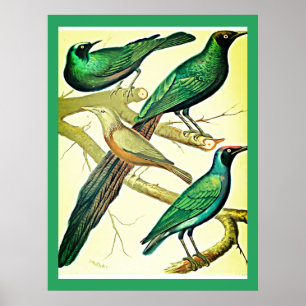 vintage starlings and mynah birds  poster