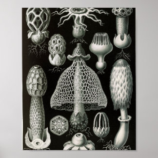 Vintage Stinkhorn Fungi Scientific Illustration Poster