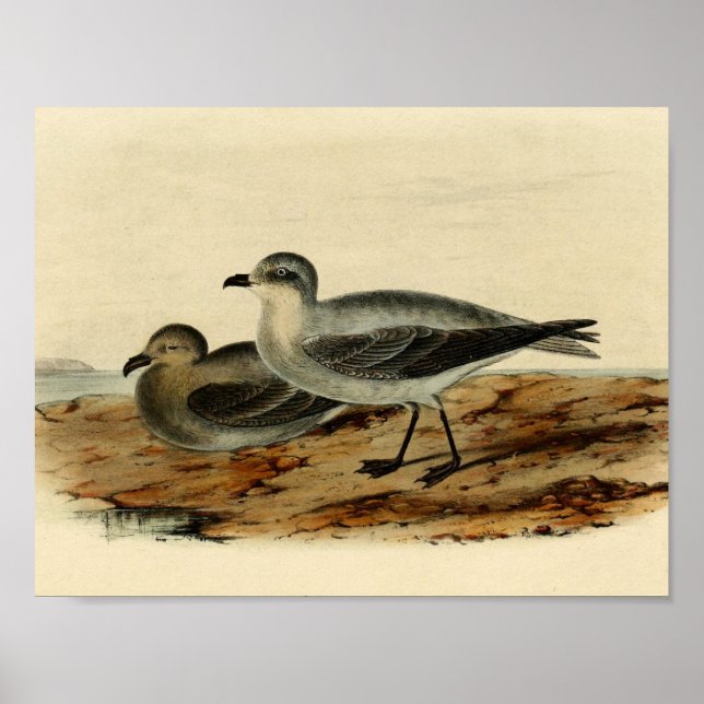 Vintage Storm Petrel Bird Poster (Front)
