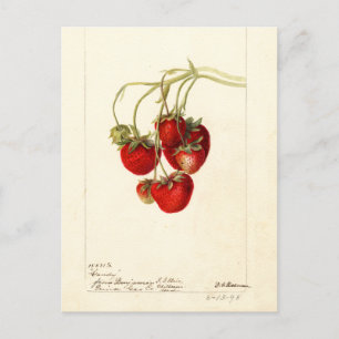 Vintage Strawberries Drawing Art Postcard