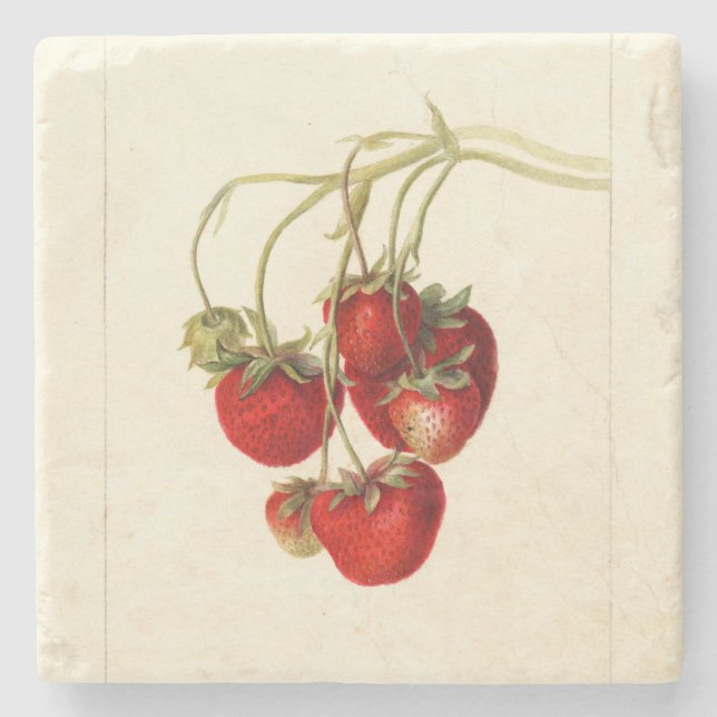 Vintage Strawberries Drawing Art Stone Coaster (Front)