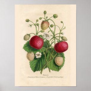 Vintage Strawberries Poster