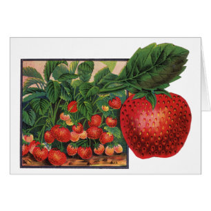 Vintage Strawberries, Strawberry Plants on a Farm