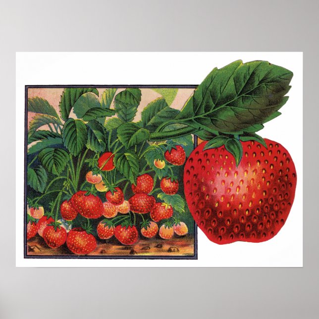 Vintage Strawberries, Strawberry Plants on a Farm Poster (Front)