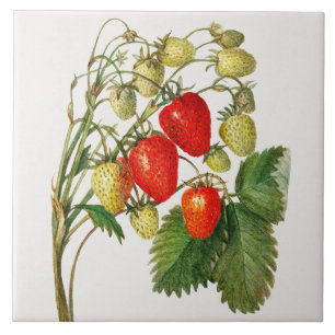 Vintage Strawberry Branch Tile