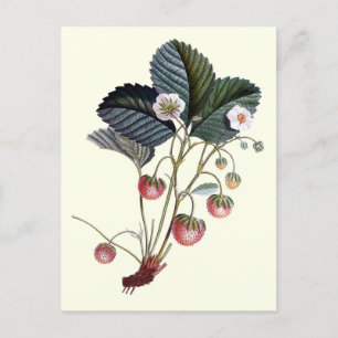 Vintage Strawberry Fruit Plant with Leaves Postcard