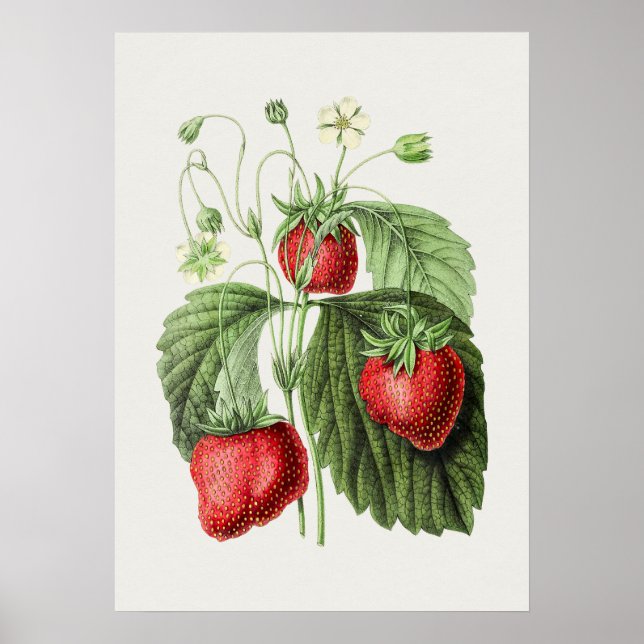 Vintage Strawberry Illustration Poster (Front)