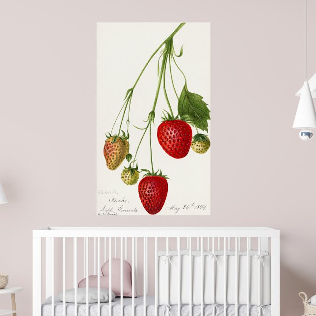 Vintage Strawberry Illustration Poster (Nursery 2)