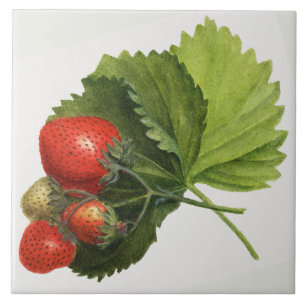 Vintage Strawberry Illustration Tile