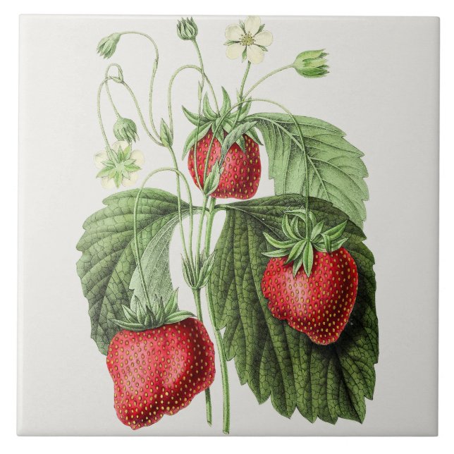 Vintage Strawberry Illustration  Tile (Front)