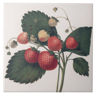 Vintage Strawberry Illustration  Tile