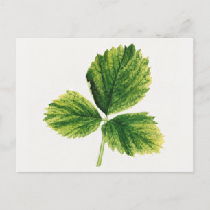 Vintage Strawberry Leaves Watercolor Painting Postcard