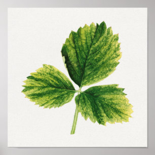 Vintage Strawberry Leaves Watercolor Painting Poster