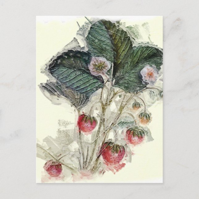 Vintage Strawberry Plant and Blossoms Postcard (Front)