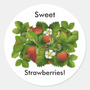 Vintage Strawberry Plant Classic Round Sticker