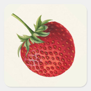 Vintage Strawberry Square Sticker