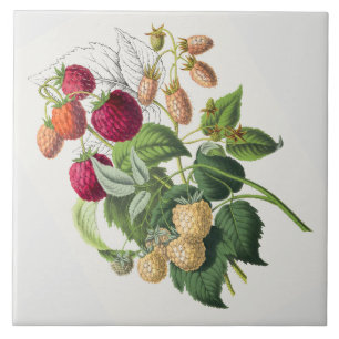 Vintage strawberry tile