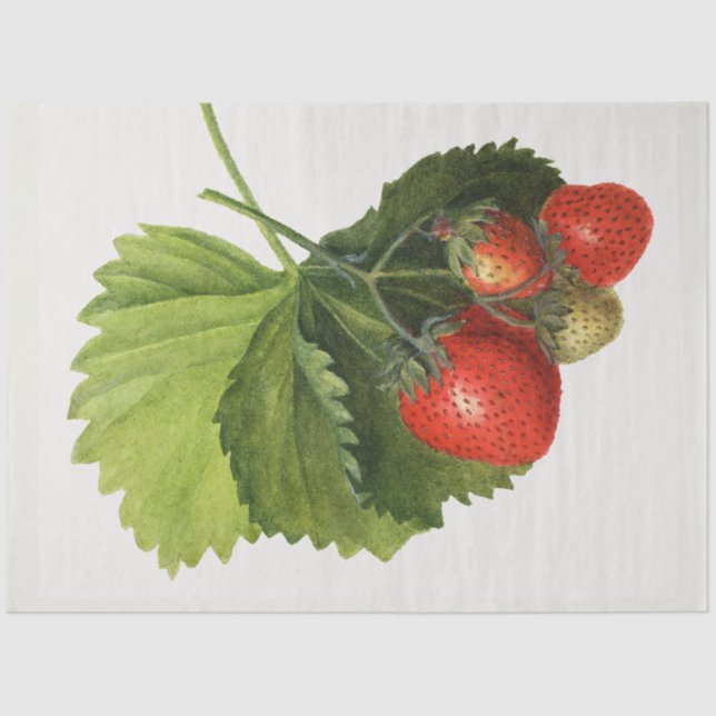 Vintage Strawberry Tissue Paper (Front)
