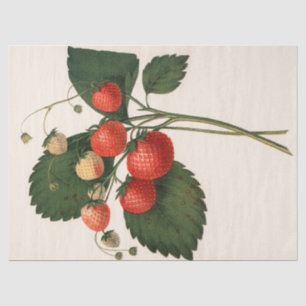 Vintage Strawberry Tissue Paper