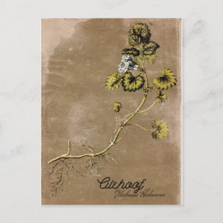 Vintage Style Alehoof Flower Postcard