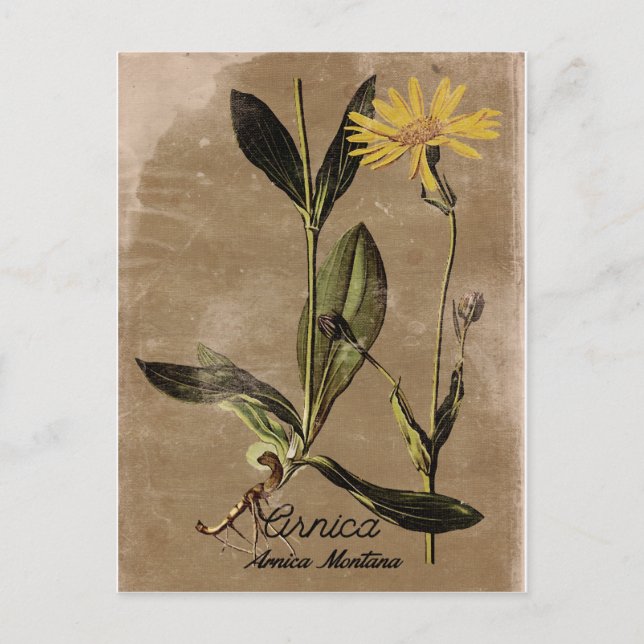 Vintage Style Arnica Flower Postcard (Front)