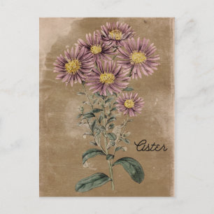Vintage Style Aster Flower Postcard
