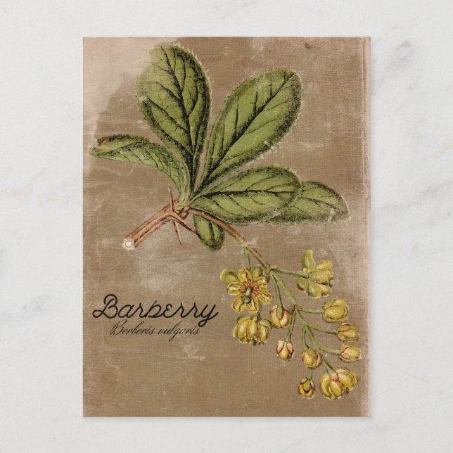 Vintage Style Barberry Bush Plant Postcard (Front)