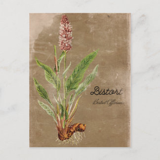 Vintage Style Bistort Flower Postcard