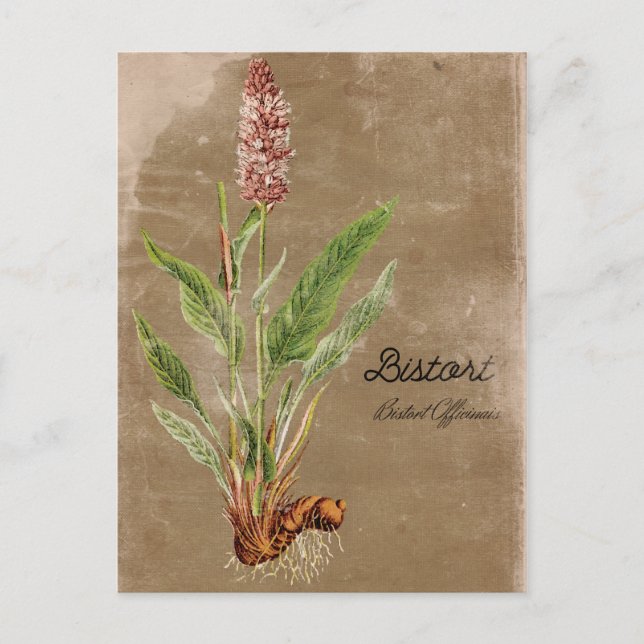 Vintage Style Bistort Flower Postcard (Front)