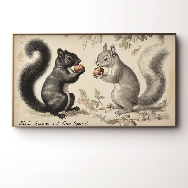 Vintage Style Black Squirrel and Grey Squirrel  Poster (Creator Uploaded)