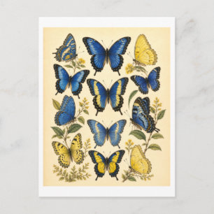 Vintage-Style Blue & Yellow Butterfly Illustration Postcard