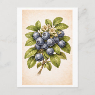 Vintage-Style Blueberry Botanical Illustration Postcard