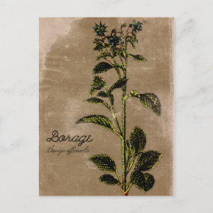 Vintage Style Borage Herb Postcard