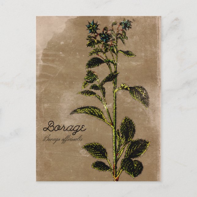 Vintage Style Borage Herb Postcard (Front)
