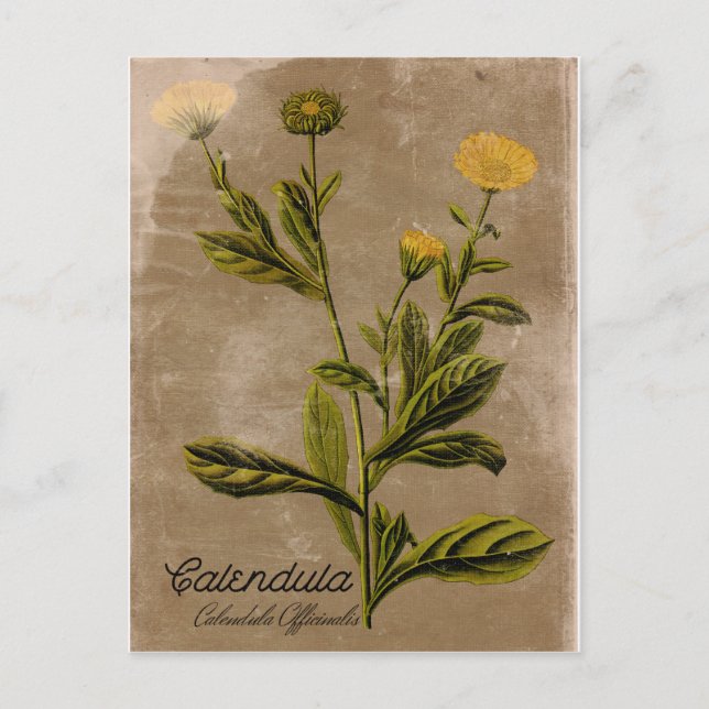 Vintage Style Calendula Flower Postcard (Front)