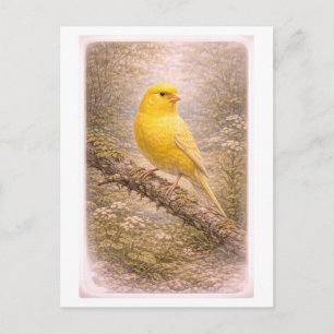 Vintage-Style Canary Illustration Postcard