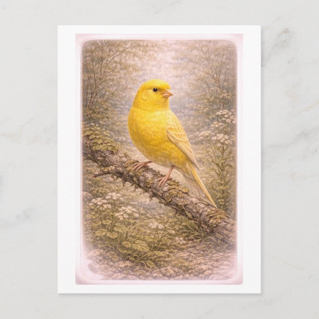 Vintage-Style Canary Illustration Postcard (Front)