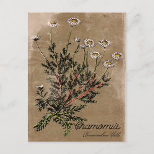 Vintage Style Chamomile Flower Postcard