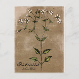 Vintage Style Chickweed Postcard