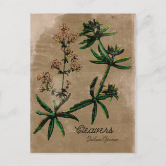 Vintage Style Cleavers Herb Postcard