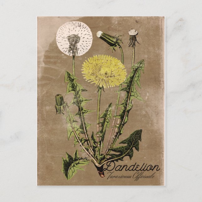 Vintage Style Dandelion Postcard (Front)
