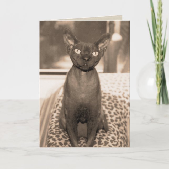 Vintage Style Devon Rex Cat Photograph Card (Front)