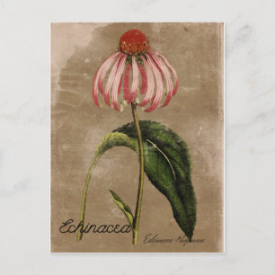 Vintage Style Echinacea Postcard