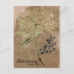 Vintage Style Elderberry Postcard