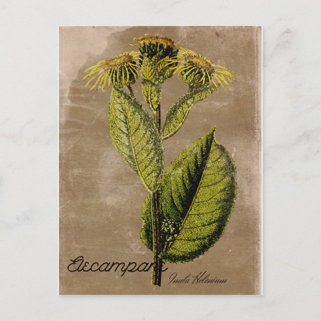 Vintage Style Elecampane Postcard (Front)