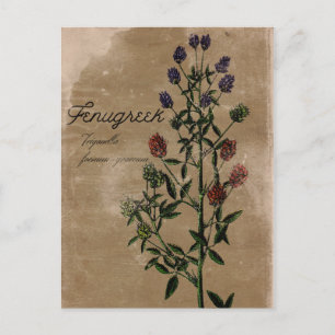 Vintage Style Fenugreek Herb Postcard