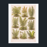 Vintage-Style Ferns Illustration Postcard<br><div class="desc">This is an AI-generated image of different types of ferns.</div>